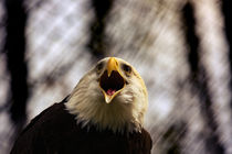 American Patriotic Eagle  von hottehue