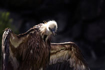 vulture, bird portrait von hottehue