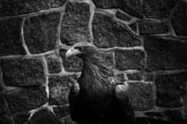 eagle, bird black and white by hottehue