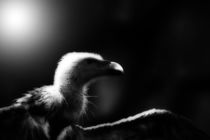 vulture,  in the spot light by hottehue