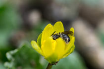 Eine Wildbiene genießt die Zeit in einer gelber Blüte von Ronald Nickel