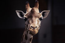 giraffe by hottehue