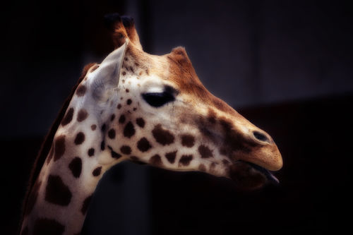 Giraffe-06