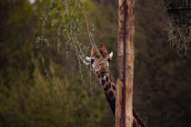 Giraffe, in camouflage by hottehue