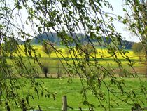 es ist Mai ! Blick durch Birken auf Rapsfelder by assy
