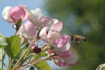 Apfelblüten mit Biene by Raingard Göbel