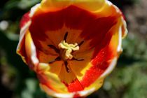 Tulpe von Walter Root