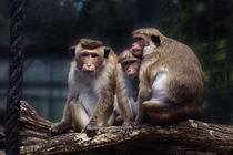 monkey, monkey family by hottehue
