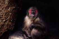 Sad Monkey by hottehue