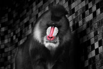monkey, baboon, monkey black and white by hottehue