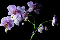 'Orchideen' by Christian Braun