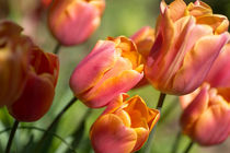 Tulpen von Stephan Gehrlein