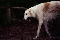Whippet by hottehue