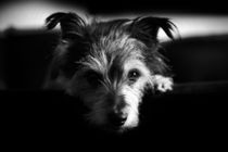 terrier, dog black and white by hottehue