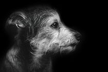 dog, terrier, black and white by hottehue