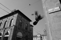 Fly by Azzurra Di Pietro