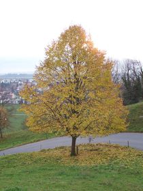Herbstbaum in einer Strassenkehre von art-dellas