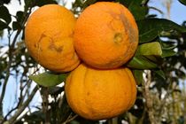Orangentrio von art-dellas
