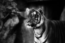 sebirian tiger, tiger black and white by hottehue