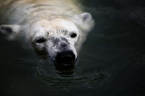  Ice bear swimming by hottehue