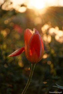 Tulpe in der Abendsonne von timosblickfang