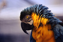 Colourful Parakeet von hottehue