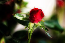red rose by hottehue