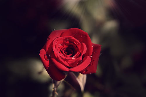 Rose-02