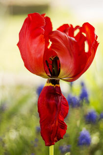 rote Tulpe by Marion Kuban