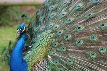 Peacock von Ellie Pearson