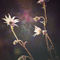 Flannel-flower-khb2266-drybrush-fern1-19mb