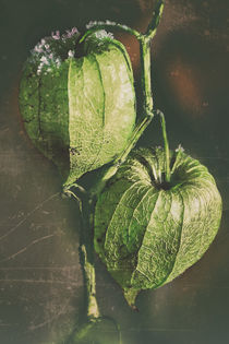 Green lighting - Lampion flower von Chris Berger