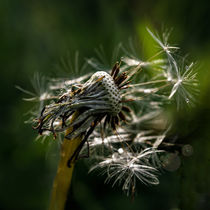 In the backlight - Dandelion by Chris Berger