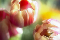 Spring Flowers by Petra Dreiling-Schewe