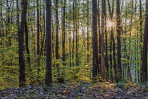 Sonne im Wald by Christian Braun