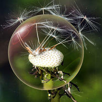 In the glass ball - Dandelion von Chris Berger