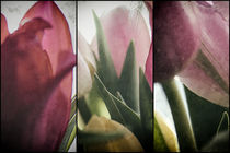 Tulip Parts by Petra Dreiling-Schewe