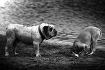English bulldog, black and white by hottehue