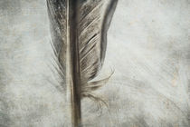 Bird Without One Feather von Petra Dreiling-Schewe