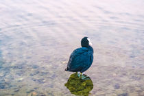 Coot At The Lake by Vincent J. Newman