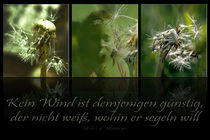 Dandelion - Written in the wind by Chris Berger