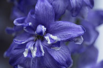 Zarte Blüte in blau von Petra Dreiling-Schewe
