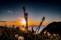 Thistles in Sunset by Richard Gruber