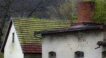 Hausdach mit Birken by ysanne