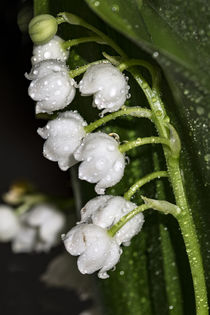 In a rainy night in May - lily of the valley by Chris Berger