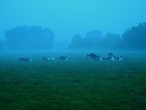 Kühe im Morgennebel von Frank  Kimpfel