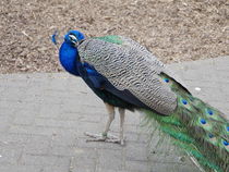 Peafowl 1 by ivy