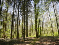Wald von ivy