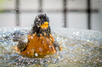 Bath time for robin by Tim Seward