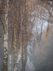 Birken im Nebel von blende007